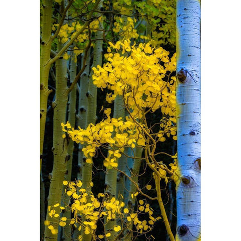 Arizona-Grand Canyon National Park Autumn aspens in Grand Canyon  Black Modern Wood Framed Art Print by Jaynes Gallery