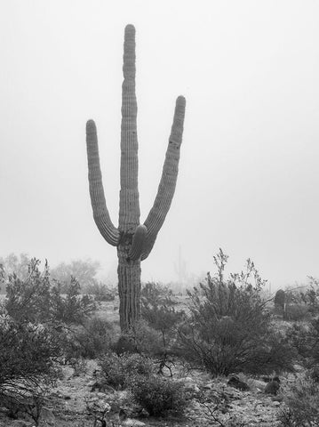 Arizona-Buckeye Black and white of saguaro cactus in fog  White Modern Wood Framed Art Print with Double Matting by Jaynes Gallery