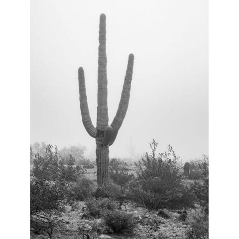 Arizona-Buckeye Black and white of saguaro cactus in fog  Black Modern Wood Framed Art Print by Jaynes Gallery