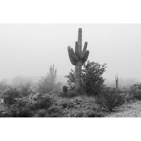 Arizona-Buckeye Black and white of saguaro cactus in fog  Black Modern Wood Framed Art Print with Double Matting by Jaynes Gallery