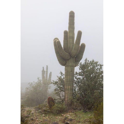 Arizona-Buckeye Saguaro cactus in fog  Gold Ornate Wood Framed Art Print with Double Matting by Jaynes Gallery
