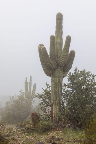 Arizona-Buckeye Saguaro cactus in fog  White Modern Wood Framed Art Print with Double Matting by Jaynes Gallery
