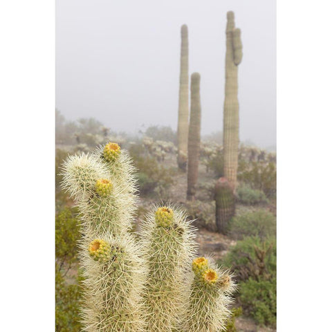 Arizona-Buckeye Saguaro and cholla cacti in fog  Black Modern Wood Framed Art Print with Double Matting by Jaynes Gallery