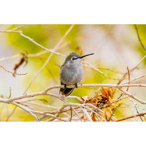Arizona-Lake Havasu City Female Annas hummingbird on limb  Black Modern Wood Framed Art Print by Jaynes Gallery