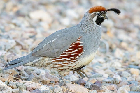 Arizona-Lake Havasu City Male Gambels quail close-up  Black Ornate Wood Framed Art Print with Double Matting by Jaynes Gallery