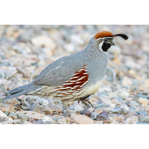 Arizona-Lake Havasu City Male Gambels quail close-up  White Modern Wood Framed Art Print by Jaynes Gallery