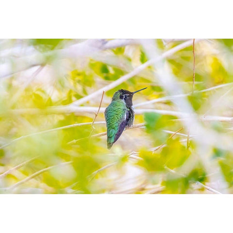 Arizona-Lake Havasu City Male Annas hummingbird on limb  Black Modern Wood Framed Art Print with Double Matting by Jaynes Gallery