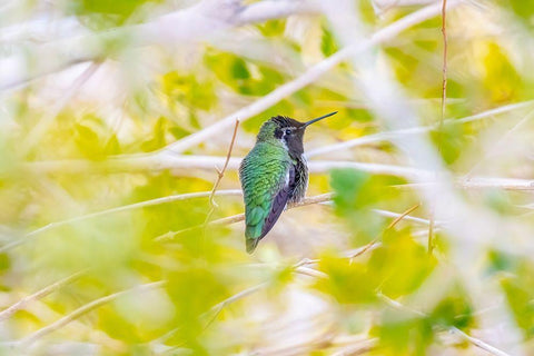 Arizona-Lake Havasu City Male Annas hummingbird on limb  Black Ornate Wood Framed Art Print with Double Matting by Jaynes Gallery