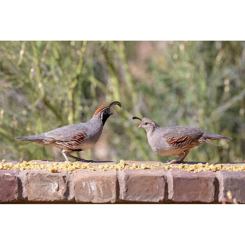 USA-Arizona-Buckeye-Pair of Gambels quail feeding on brick wall Black Modern Wood Framed Art Print by Jaynes Gallery