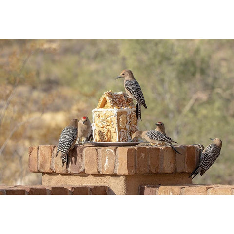 USA-Arizona-Buckeye-Gila woodpeckers and house made with bird seed and suet Black Modern Wood Framed Art Print by Jaynes Gallery