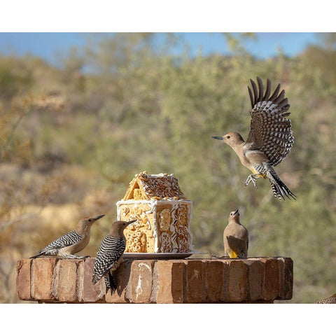 USA-Arizona-Buckeye-Gila woodpeckers and house made with bird seed and suet Black Modern Wood Framed Art Print by Jaynes Gallery