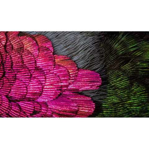 USA-Arizona-Close-up of hummingbird feathers Black Modern Wood Framed Art Print with Double Matting by Jaynes Gallery