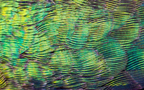 USA-Arizona-Close-up of hummingbird feathers White Modern Wood Framed Art Print with Double Matting by Jaynes Gallery