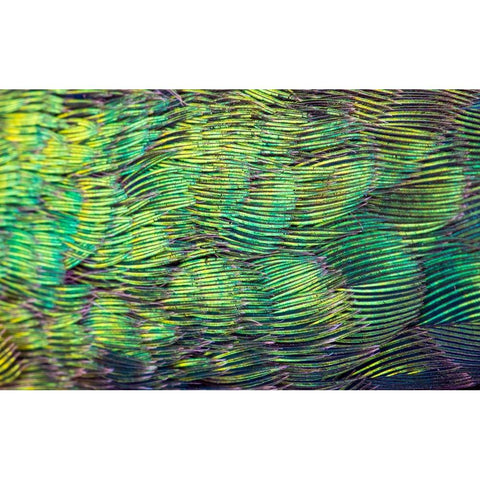 USA-Arizona-Close-up of hummingbird feathers Gold Ornate Wood Framed Art Print with Double Matting by Jaynes Gallery