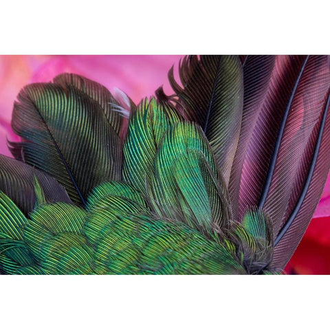 USA-Arizona-Close-up of hummingbird feathers Black Modern Wood Framed Art Print by Jaynes Gallery