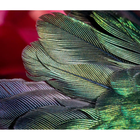 USA-Arizona-Close-up of hummingbird feathers Black Modern Wood Framed Art Print with Double Matting by Jaynes Gallery