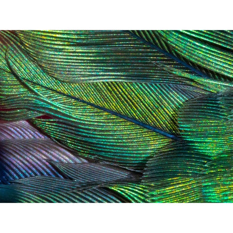 USA-Arizona-Close-up of hummingbird feathers Black Modern Wood Framed Art Print with Double Matting by Jaynes Gallery