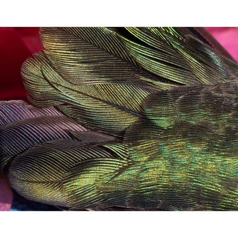 USA-Arizona-Close-up of hummingbird feathers Black Modern Wood Framed Art Print by Jaynes Gallery