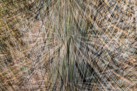 USA-Arizona-Phoenix-Yucca cactus abstract White Modern Wood Framed Art Print with Double Matting by Jaynes Gallery