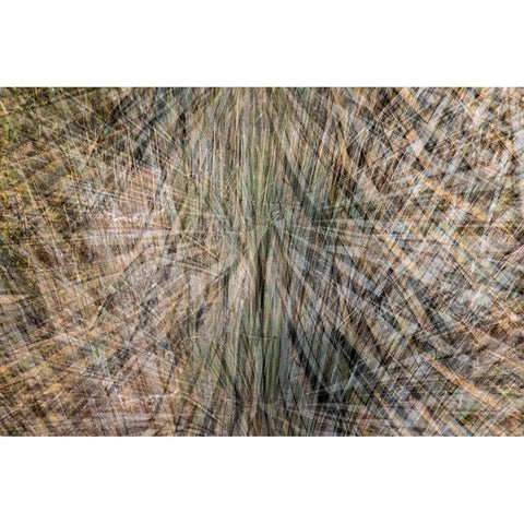 USA-Arizona-Phoenix-Yucca cactus abstract Black Modern Wood Framed Art Print by Jaynes Gallery