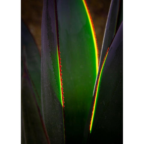 USA-Arizona-Phoenix-Backlit variegated agave cactus White Modern Wood Framed Art Print by Jaynes Gallery