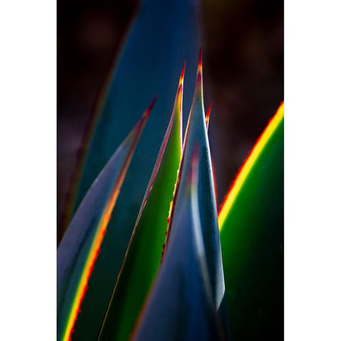 USA-Arizona-Phoenix-Backlit variegated agave cactus White Modern Wood Framed Art Print by Jaynes Gallery