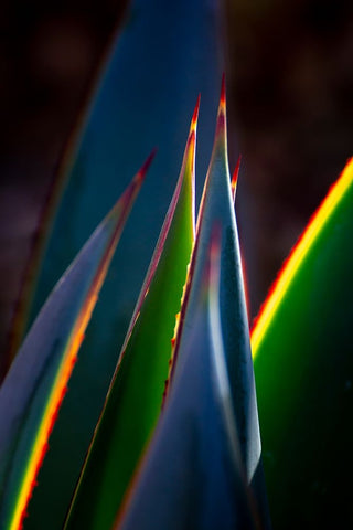 USA-Arizona-Phoenix-Backlit variegated agave cactus White Modern Wood Framed Art Print with Double Matting by Jaynes Gallery