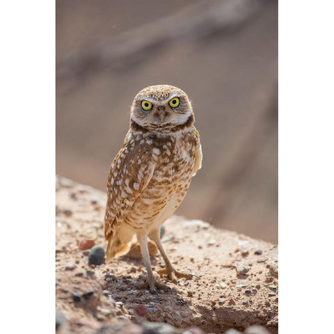 USA-Arizona-Burrowing owl close-up Black Modern Wood Framed Art Print by Jaynes Gallery