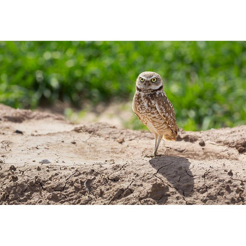 USA-Arizona-Burrowing owl close-up Black Modern Wood Framed Art Print by Jaynes Gallery