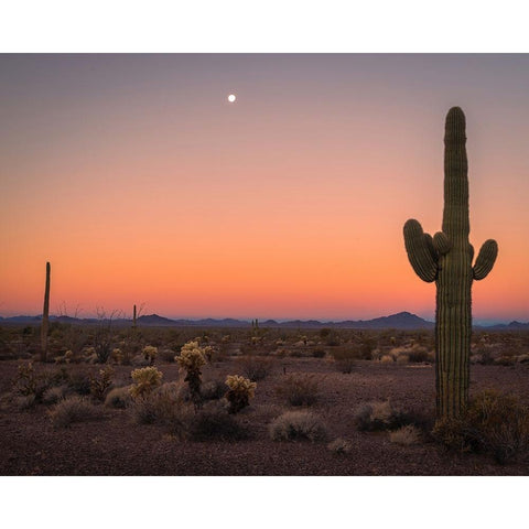 USA-Arizona-Kofa National Wildlife Area-Mountain and desert landscape at sunset Black Modern Wood Framed Art Print by Jaynes Gallery