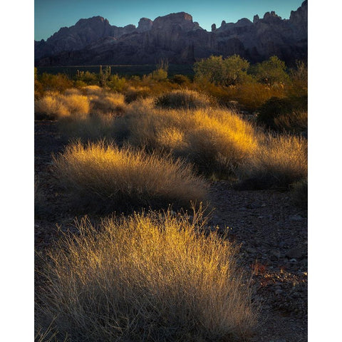 USA-Arizona-Kofa National Wildlife Area-Mountain and desert landscape at sunrise Gold Ornate Wood Framed Art Print with Double Matting by Jaynes Gallery