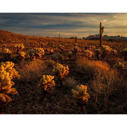 USA-Arizona-Kofa National Wildlife Area-Mountain and desert landscape at sunrise Gold Ornate Wood Framed Art Print with Double Matting by Jaynes Gallery