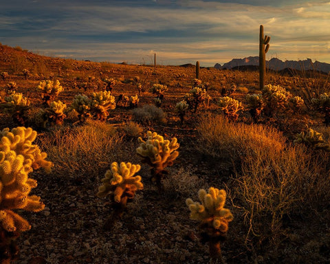 USA-Arizona-Kofa National Wildlife Area-Mountain and desert landscape at sunrise Black Ornate Wood Framed Art Print with Double Matting by Jaynes Gallery