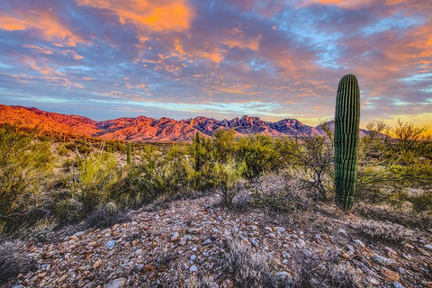 USA- Arizona- Catalina State Park. Sunset landscape with Catalina Mountains and desert. White Modern Wood Framed Art Print with Double Matting by Jaynes Gallery