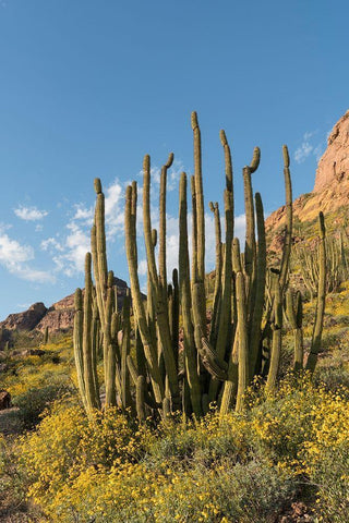 Arizona A landscape of Organ pipe cactus and blooming Brittlebush in Organ Pipe National Monument White Modern Wood Framed Art Print with Double Matting by Tharp, Brenda