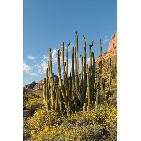 Arizona A landscape of Organ pipe cactus and blooming Brittlebush in Organ Pipe National Monument White Modern Wood Framed Art Print by Tharp, Brenda