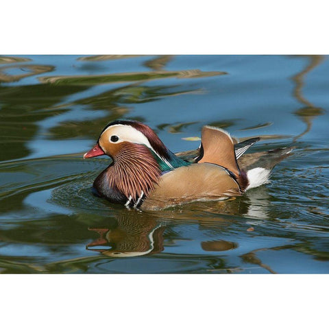 Arizona A male Mandarin Duck and reflection Gold Ornate Wood Framed Art Print with Double Matting by Tharp, Brenda