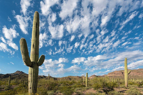 Arizona Clouds spread across a blue sky above saguaro cactus in Organ Pipe National Monument White Modern Wood Framed Art Print with Double Matting by Tharp, Brenda