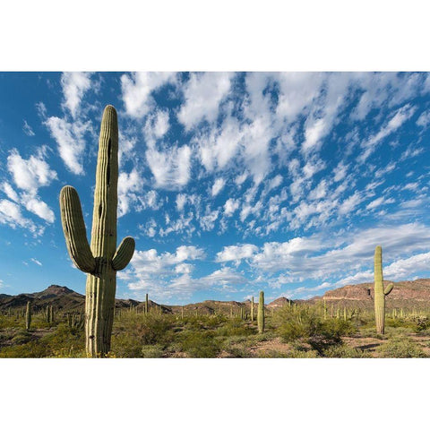 Arizona Clouds spread across a blue sky above saguaro cactus in Organ Pipe National Monument Black Modern Wood Framed Art Print with Double Matting by Tharp, Brenda