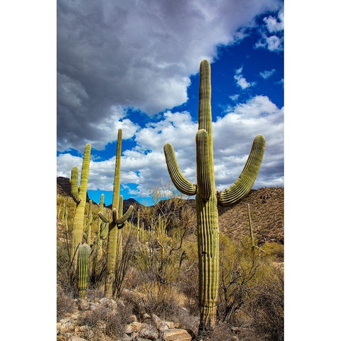 Saguaro Cactus in the Santa Catalina Mountains in Coronado National Forest in Tucson-Arizona-USA Black Modern Wood Framed Art Print with Double Matting by Haney, Chuck