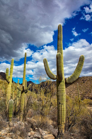 Saguaro Cactus in the Santa Catalina Mountains in Coronado National Forest in Tucson-Arizona-USA White Modern Wood Framed Art Print with Double Matting by Haney, Chuck