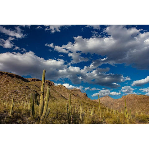 Saguaro Cactus in the Santa Catalina Mountains in Coronado National Forest in Tucson-Arizona-USA Black Modern Wood Framed Art Print with Double Matting by Haney, Chuck