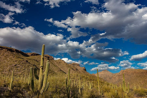 Saguaro Cactus in the Santa Catalina Mountains in Coronado National Forest in Tucson-Arizona-USA White Modern Wood Framed Art Print with Double Matting by Haney, Chuck