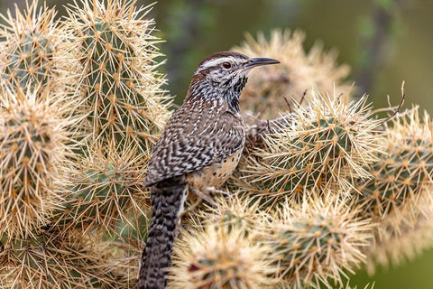 Cactus Wren nest building in teddy bear cholla at the Arizona Sonoran Desert Museum in Tucson-Arizo Black Ornate Wood Framed Art Print with Double Matting by Haney, Chuck