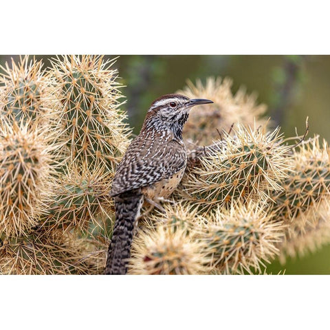 Cactus Wren nest building in teddy bear cholla at the Arizona Sonoran Desert Museum in Tucson-Arizo Black Modern Wood Framed Art Print by Haney, Chuck