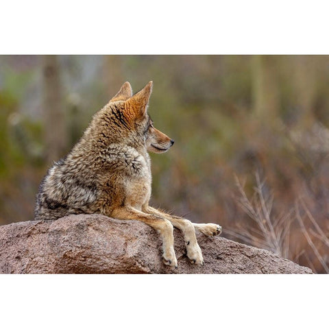Coyote at the Arizona Sonoran Desert Museum in Tucson-Arizona-USA Black Modern Wood Framed Art Print by Haney, Chuck