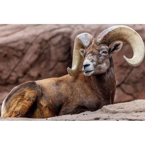 Desert Bighorn Sheep Ram at the Arizona Sonoran Desert Museum in Tucson-Arizona-USA Gold Ornate Wood Framed Art Print with Double Matting by Haney, Chuck