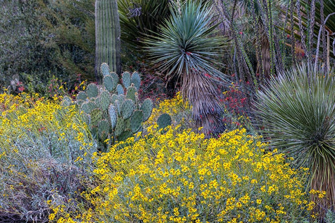 Spring floral desert gardens at the Arizona Sonoran Desert Museum in Tucson-Arizona-USA Black Ornate Wood Framed Art Print with Double Matting by Haney, Chuck