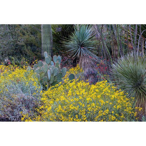 Spring floral desert gardens at the Arizona Sonoran Desert Museum in Tucson-Arizona-USA Black Modern Wood Framed Art Print with Double Matting by Haney, Chuck