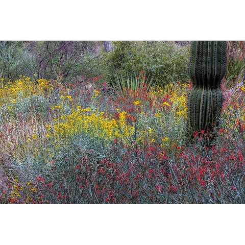 Spring floral desert gardens at the Arizona Sonoran Desert Museum in Tucson-Arizona-USA Black Modern Wood Framed Art Print with Double Matting by Haney, Chuck
